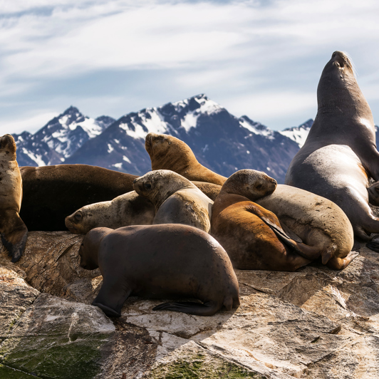 argentina - ushuaia_beagle kanalen_søløve