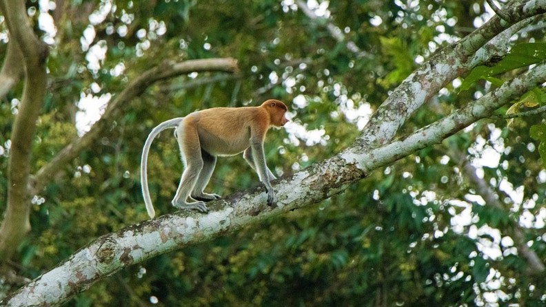 Sukau Greenview Lodge Næseabe 01