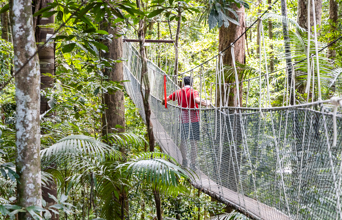 Canopy Walk Taman Negara