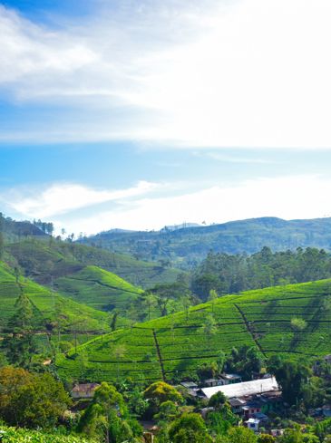Pekoe Trail Nuwara Eliya Teplantage 2 Vandring 437188943