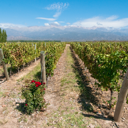 argentina - menoza_vin_03