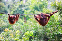 malaysia/borneo - borneo_orangutang_06