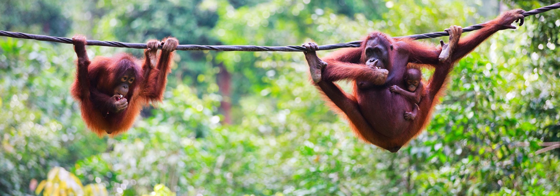 malaysia/borneo - borneo_orangutang_06