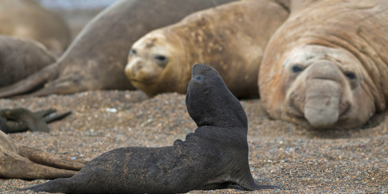 puerto madryn _soelefant_03