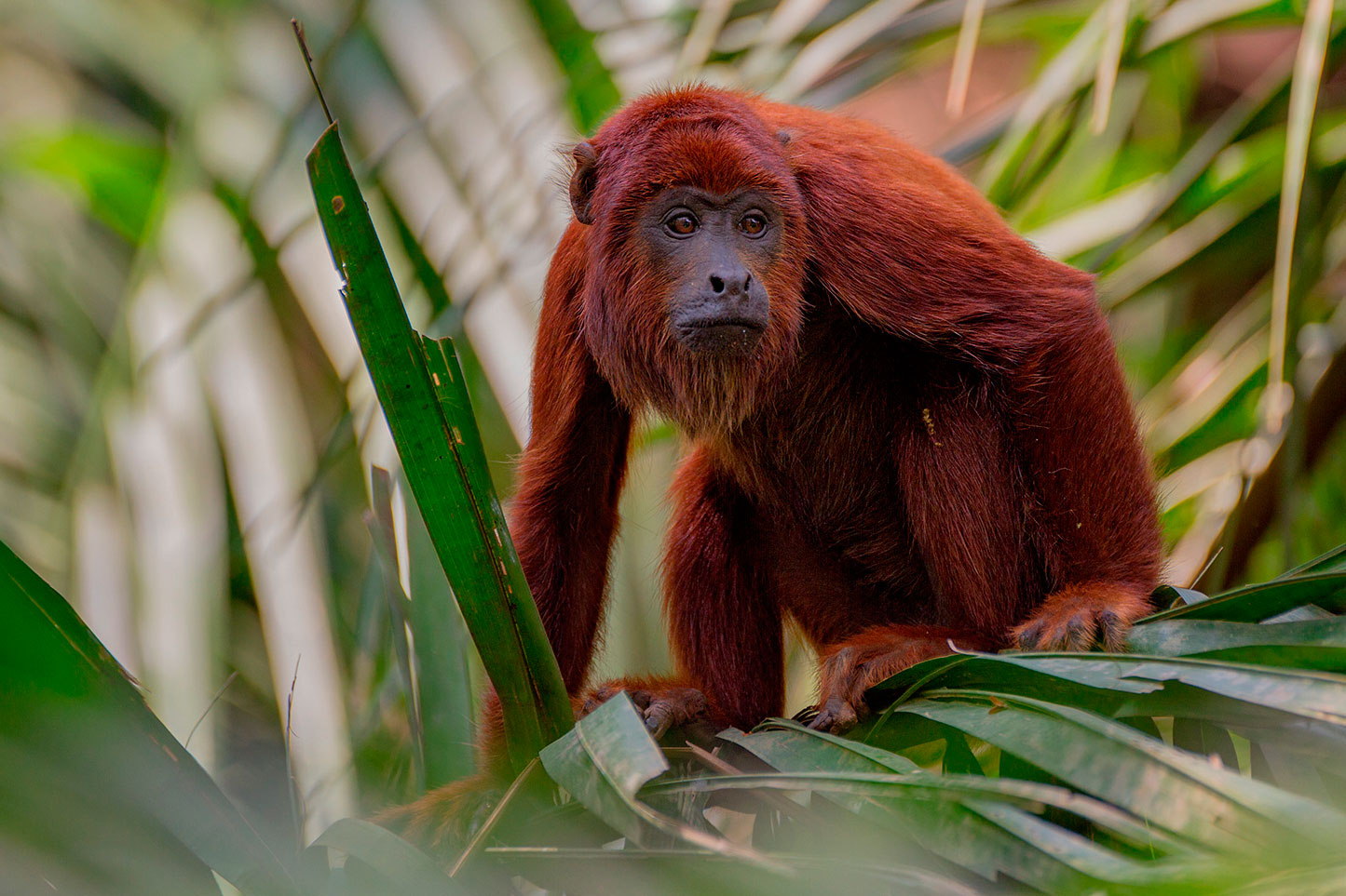 peru - amazonjunglen - jungle abe_02