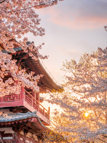 Forårslyserødt omkring Den Store Vildgåspagode