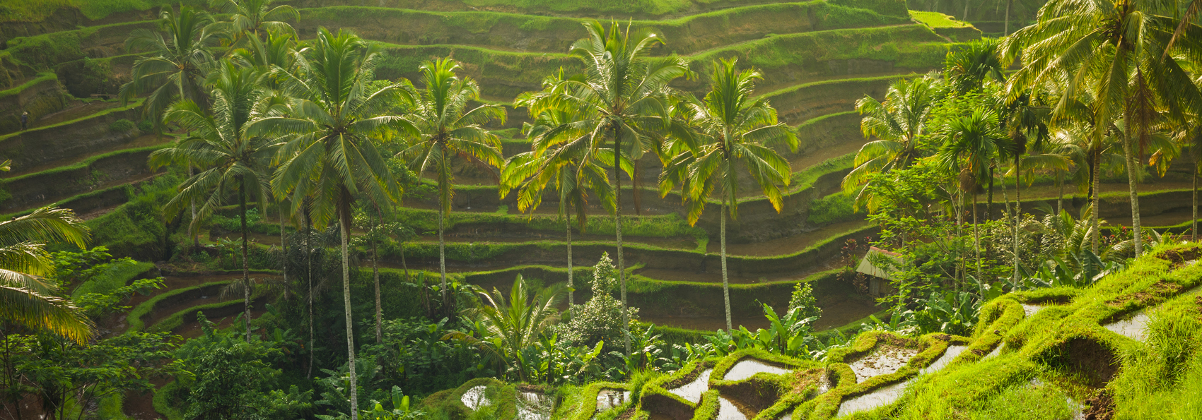 bali - ubud_rismark_39