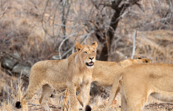 Sydafrika 2025 Mikkel 0069 Løver