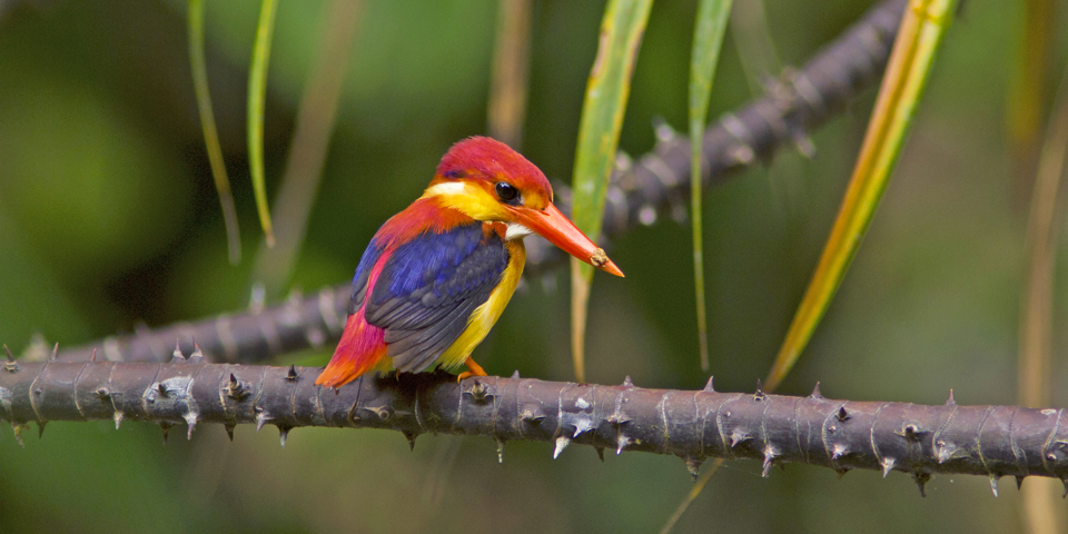 borneo_fugl_orientalsk dværgisfugl_01