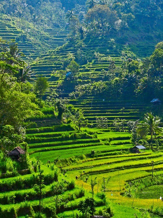 bali - ubud_rismark_01_HF