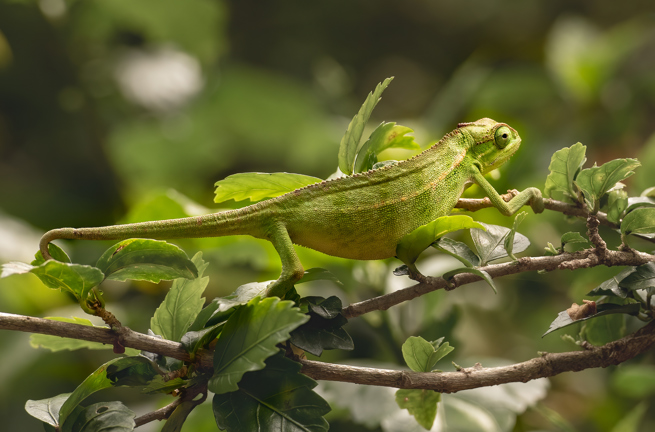 Uganda Entebbe Botanical Gardens Chameleon On Tree Branch