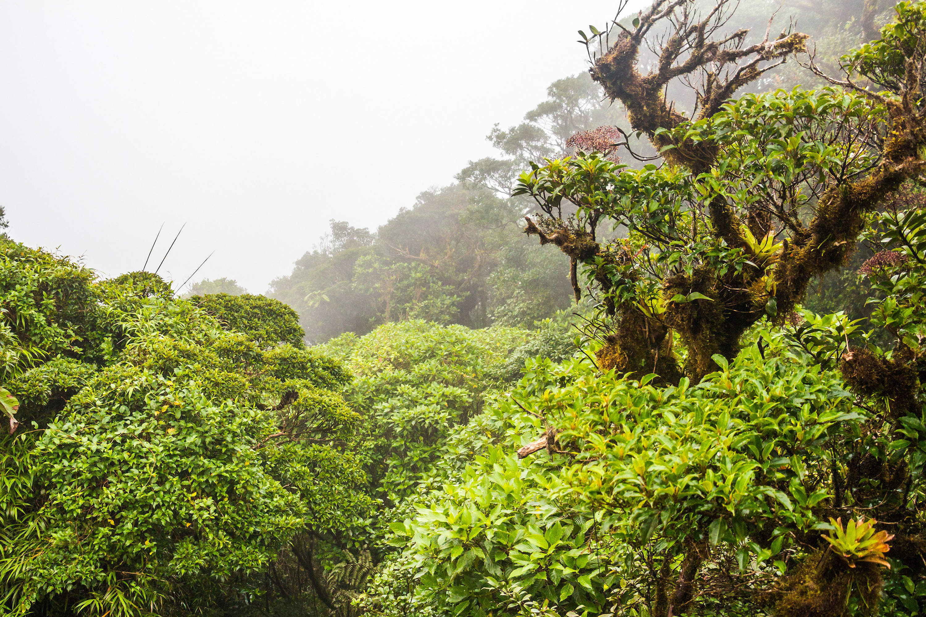 costa rica - monteverde_regnskov_04