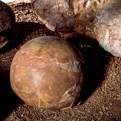 Mongoliet Fossiler Af Dinosauræg