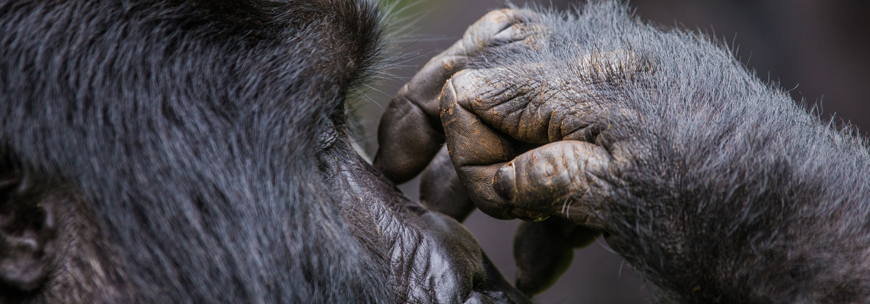 Uganda Primate Matoke Tours 2 Dmc