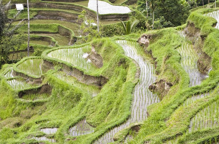 bali - ubud_rismark_22_HF