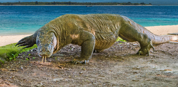 bali - komodo_varan_03