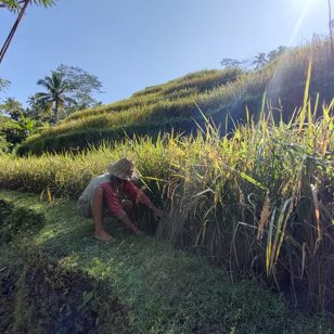 bali - Ubud_risterrasser vandring_04