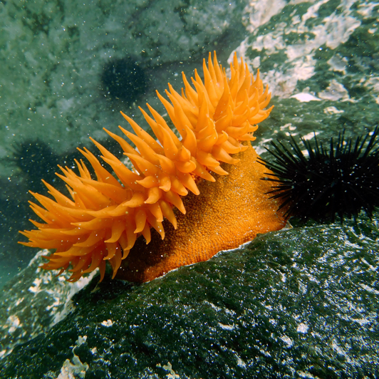 Påskeøen Dykning 04