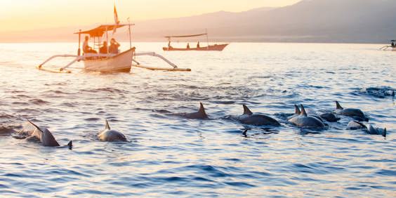 Bali Lovina Delfin Safari