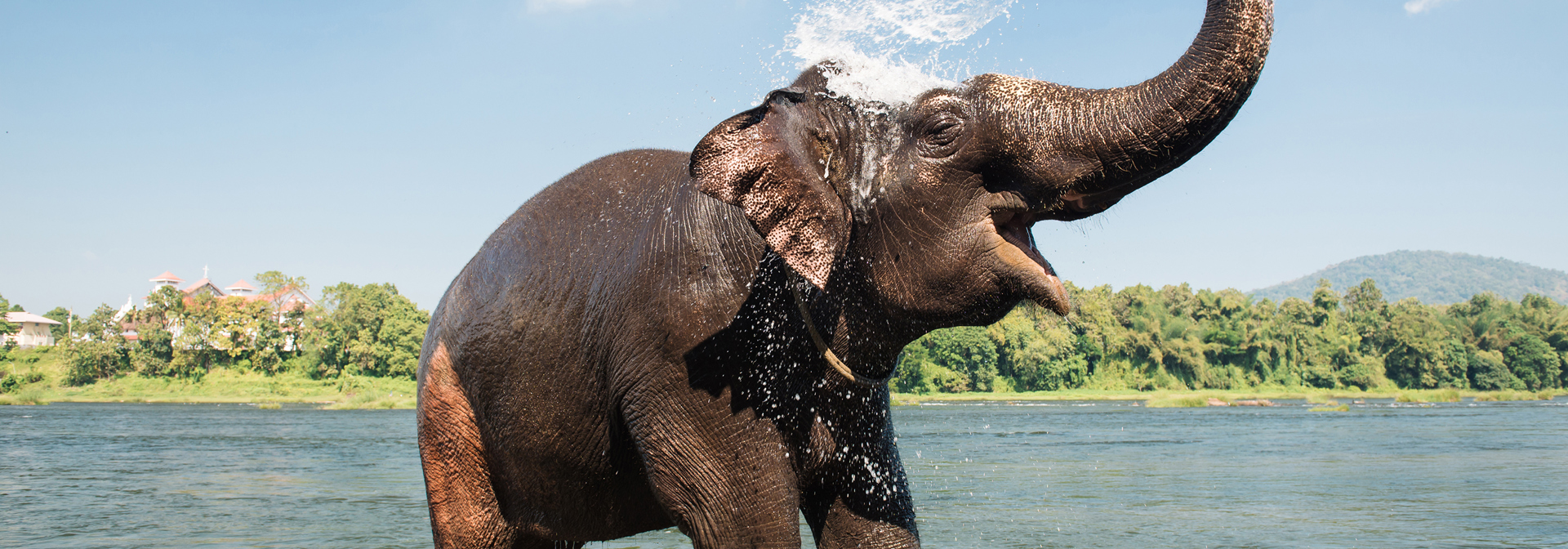 indien - periyar national park_elefanter_06