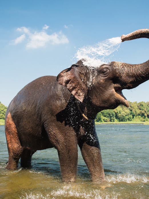 indien - periyar national park_elefanter_06