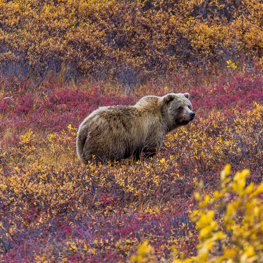 denali national park_bjoern_01