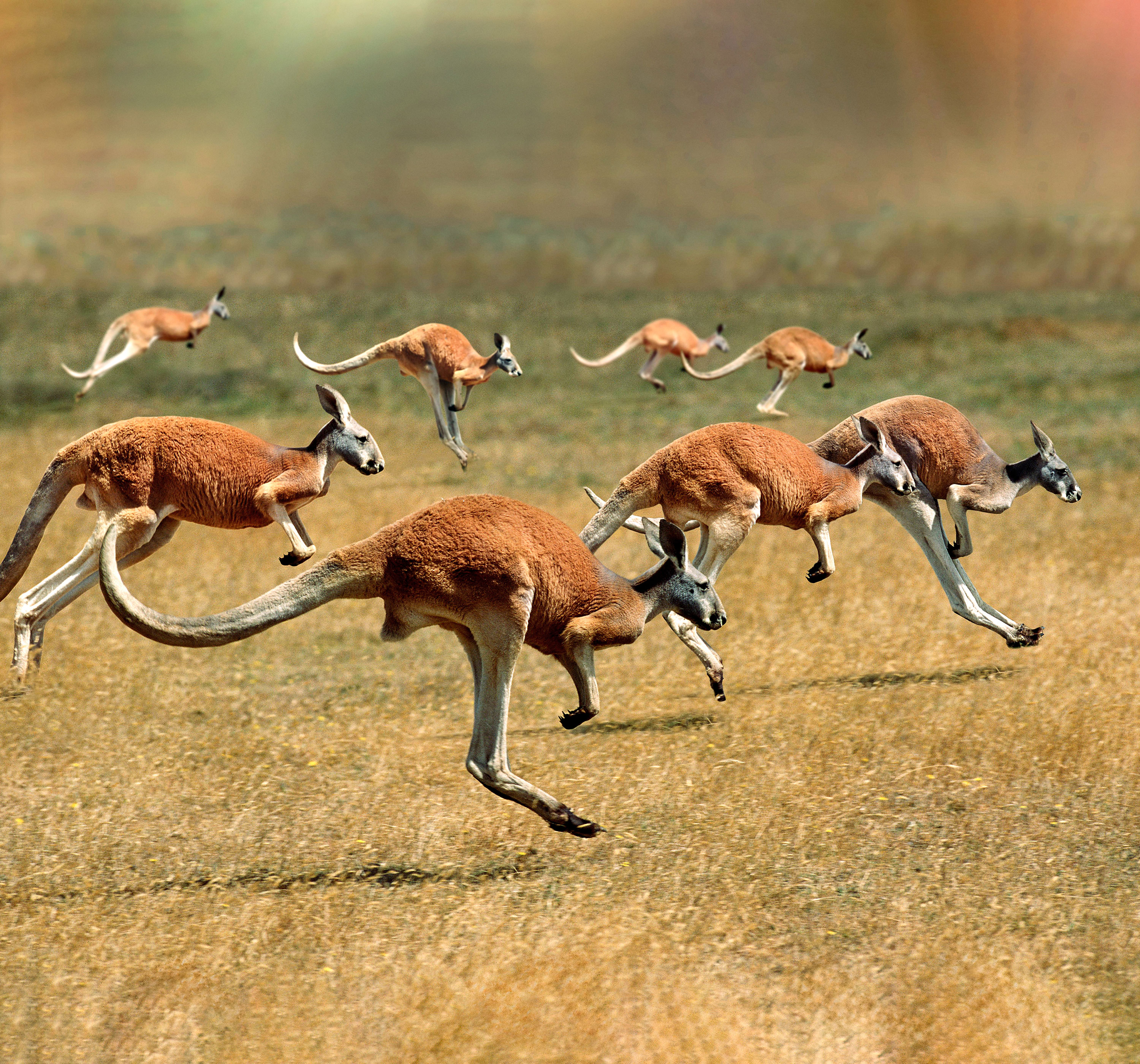 Eventyr I Australien Teaser