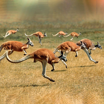 Eventyr I Australien Teaser