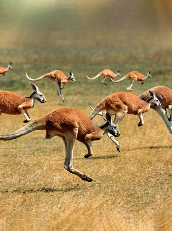 Eventyr I Australien Teaser