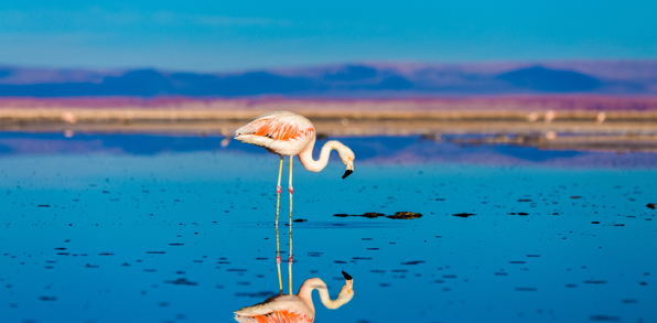 chile - flamingo_03