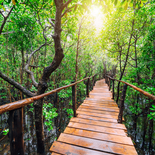 zanzibar_jozani_regnskov_04