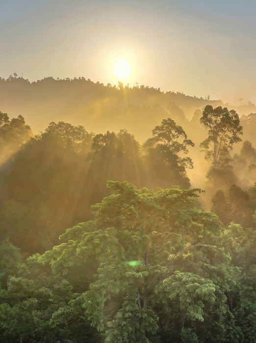 Borneo Sabah Regnskov 01 1474114253