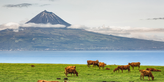 sao jorge_landbrug_ko_02