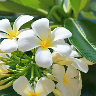 seychellerne - seychellerne_orkide_blomst_01