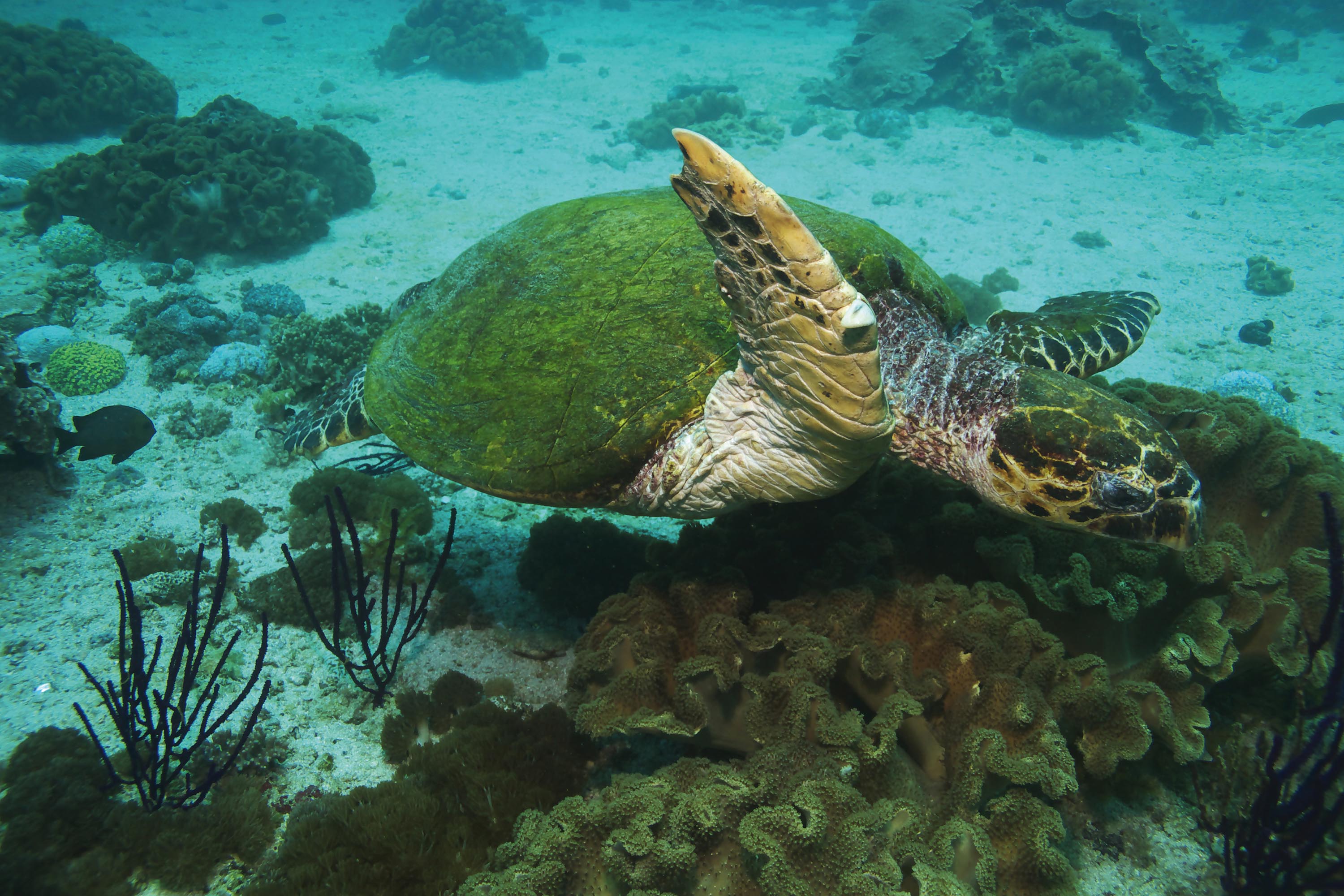 malaysia/borneo - borneo_skildpadde_01