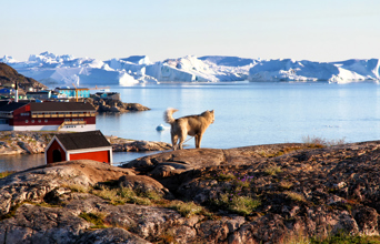 Livet i Ilulissat leves i pakt med den vilde omkringliggende natur.