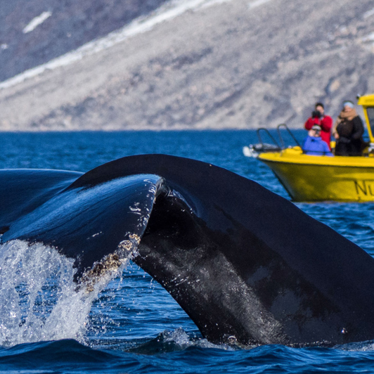 Når I sejler på fjorden ser I måske også hvaler.