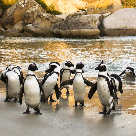 sydafrika - cape town_boulders beach_pingvin_09