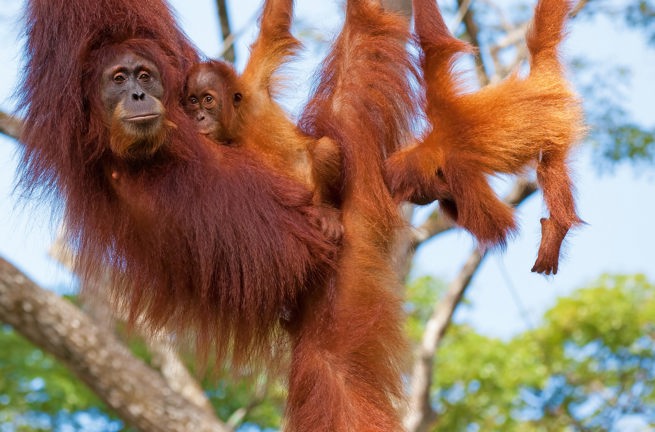 malaysia/borneo - borneo_orangutang_mor_baby_04