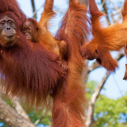 malaysia/borneo - borneo_orangutang_mor_baby_04
