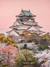 Osaka Castle Sakura