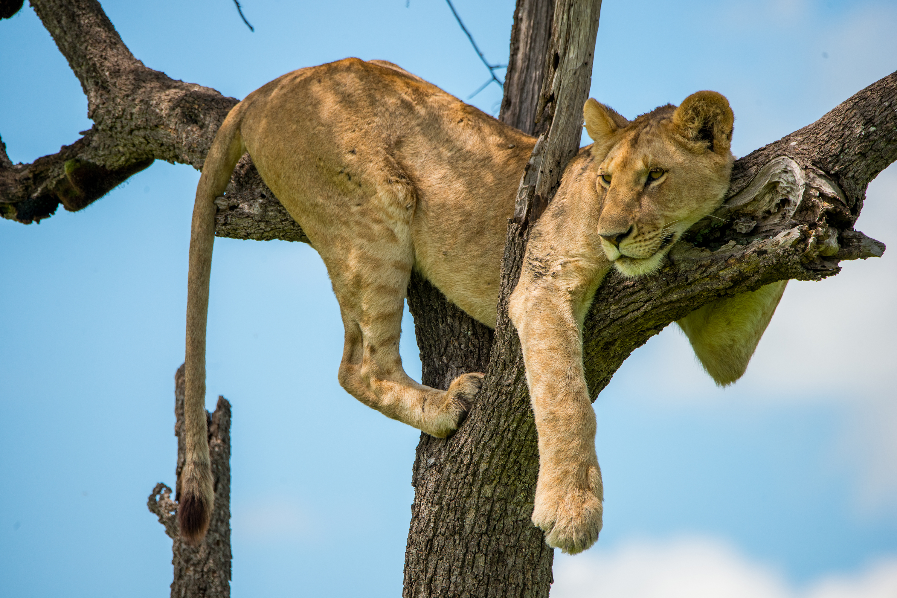 kenya_masai_mara_loeve_01