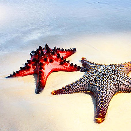 thailand - phi phi_strand_soestjerne_01