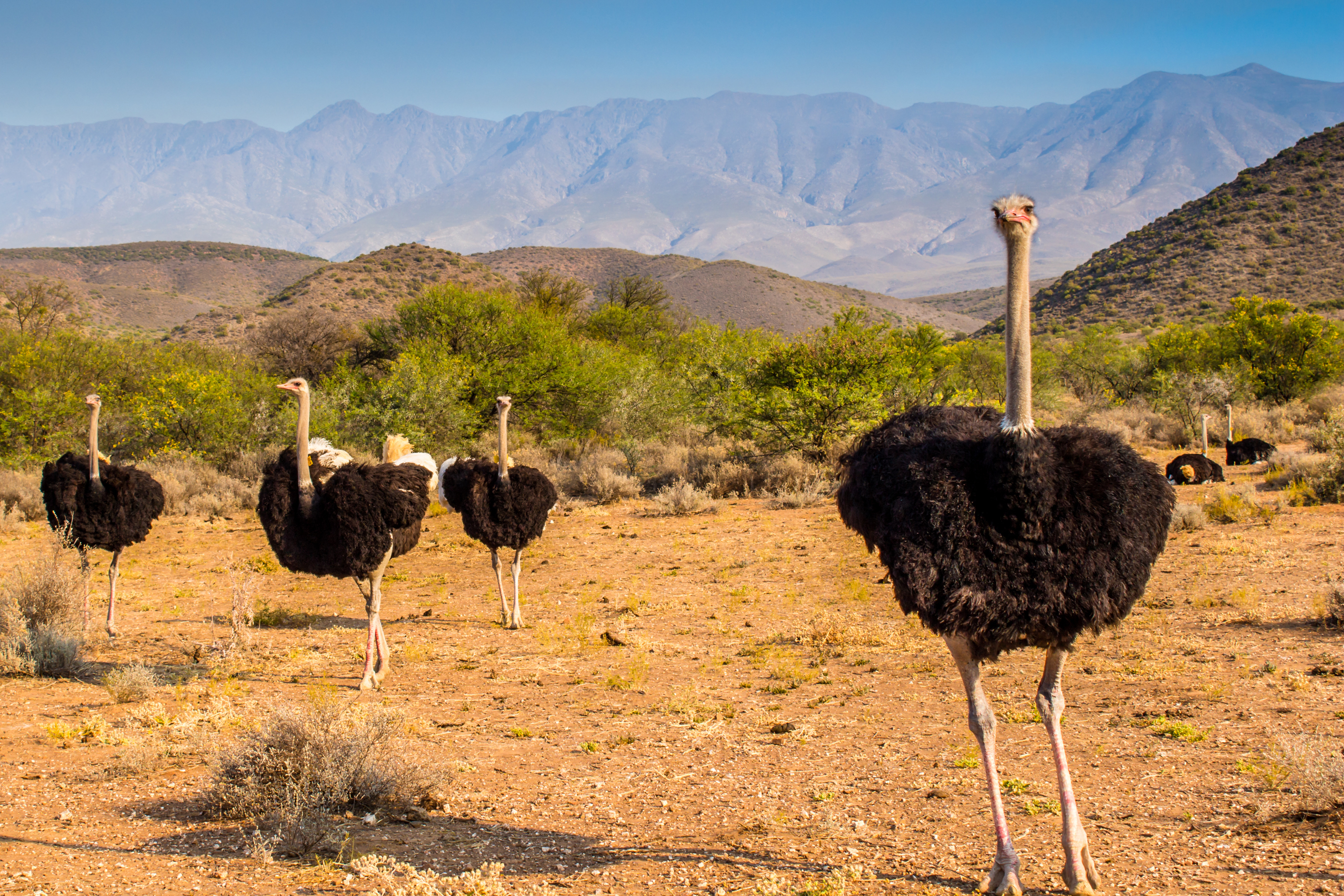 Oudtshoorn Struds 01