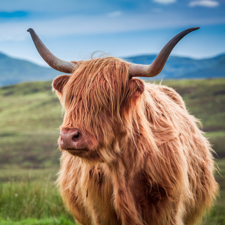 skotland_dyr_01