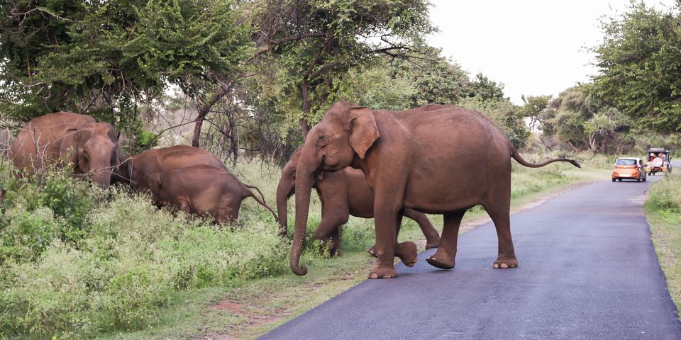 Periyar Tiger Reserve Elefantfamilie 339052694