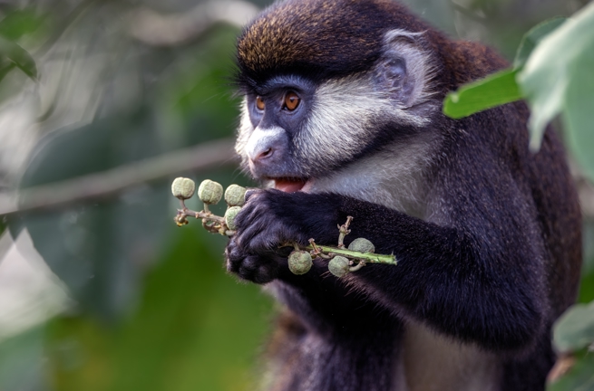 Uganda Bigodi Swamp Red Tailed Monkey 2363679267