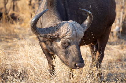 Sydafrika 2025 Mikkel 0194 African Buffalo
