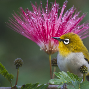 nepal - nepal_chitwan nationalpark_01