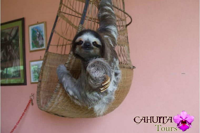 Sloth Sanctuary 02